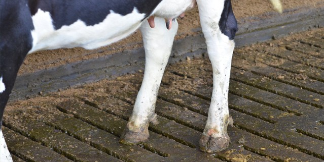 schonere koeien dikke fractie