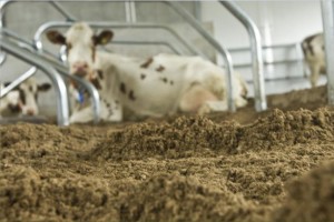mestscheider diep strooisel koeien