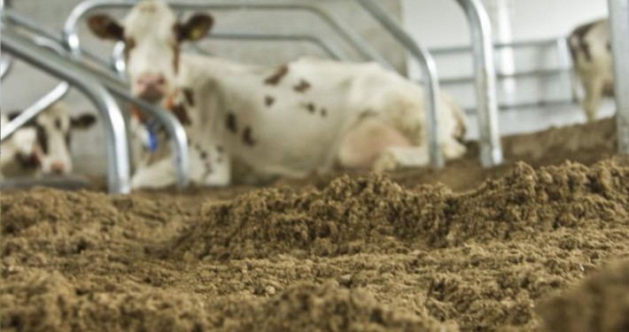 mestscheider diep strooisel koeien