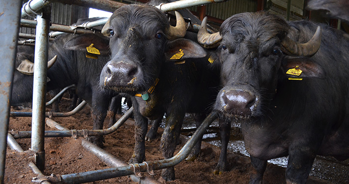 boxstrooisel mestscheider waterbuffels