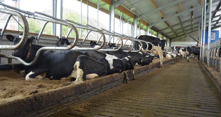 referentie mestscheider drybed ijpema dikke fractie boxen