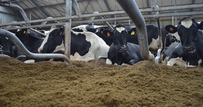 referentie mestscheider drybed vent biobedding